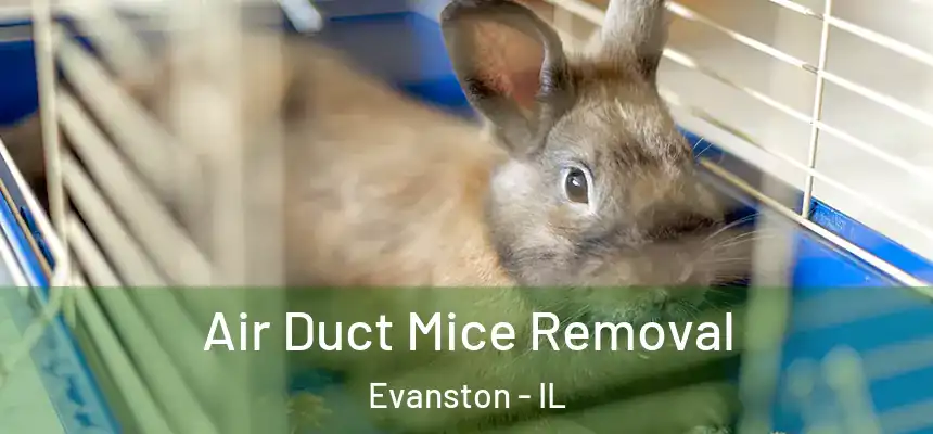 Air Duct Mice Removal Evanston - IL